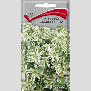 Молочай окаймленный