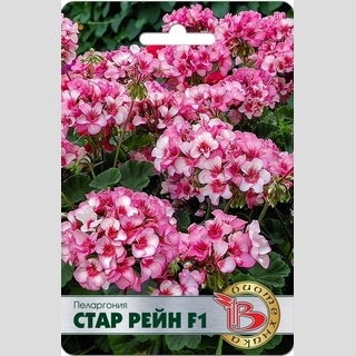 Пеларгония Стар Рейн F1