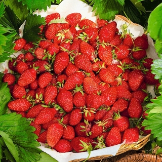 Земляника Регина