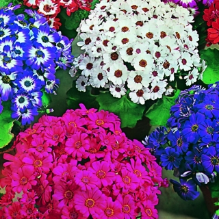 Цинерария Шедевр