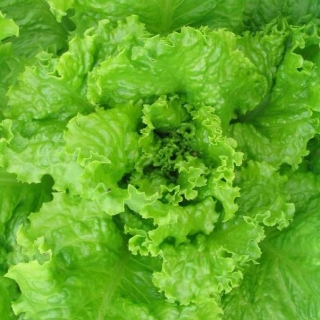 Салат Изумрудное кружево