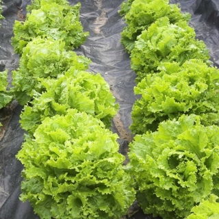 Салат Тайфун