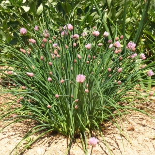 Лук Зеленый великан (шнитт)