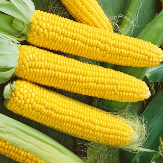 Кукуруза Соблазн F1
