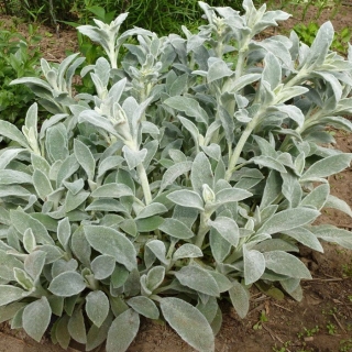 Чистец Овечьи ушки (Стахис) шерстистый