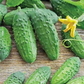 Огурец Анника F1