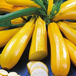 Кабачок Атена Полька F1