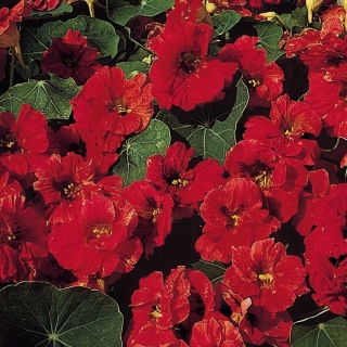 Настурция Впечатление