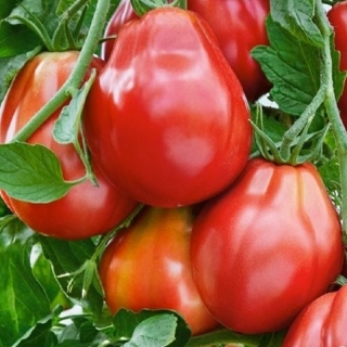 Томат Трюфель густомалиновый