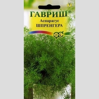 Аспарагус Шпренгера