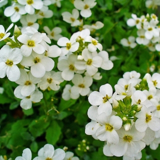 Арабис альпийский Белый