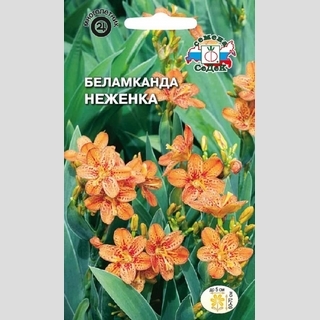 Беламканда Неженка (леопардовая лилия)