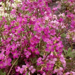 Арабис грандифлора Розовый