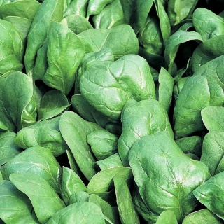 Шпинат Исполинский