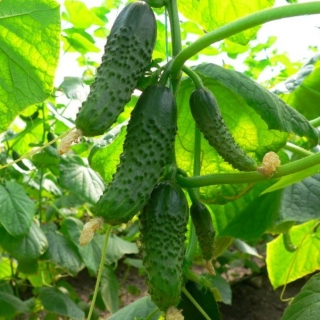 Огурец Удачный F1