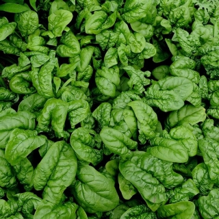 Шпинат Силач