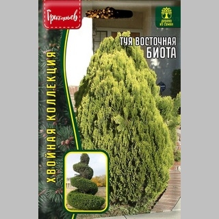 Туя Биота восточная (большой пакет)