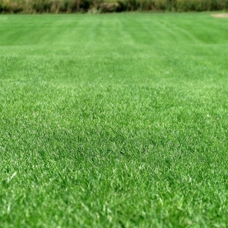 Газонная трава Спортивная площадка 1кг (коробка) (большой пакет)