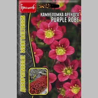 Камнеломка Purple Robe арендса (большой пакет)