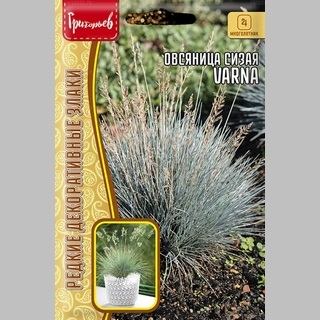 Овсяница Varna (сизая) (большой пакет)