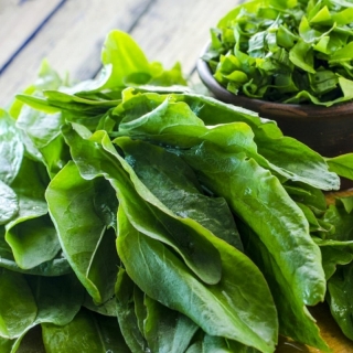 Щавель Русские Зеленые Щи