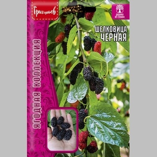 Шелковица Чёрная (большой пакет)