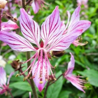 Ясенец Неопалимая Купина