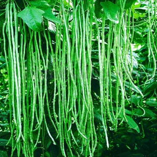 Вигна Графиня