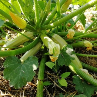 Кабачок Северный вариант