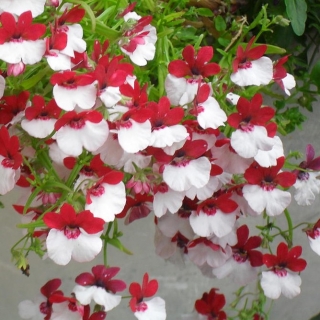 Немезия Мантия Кардинала