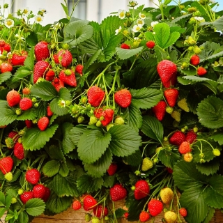 Земляника S1 Волшебство