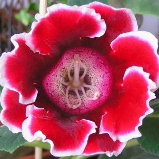 Глоксиния Аванти красная с белым краем F1