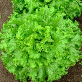 Салат Скоморох