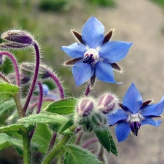 Огуречная трава Ручеек (бораго)