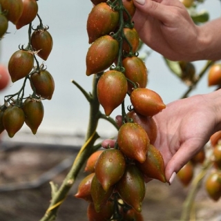 Томат Гранатовая капля