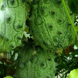 Кивано Зеленый дракон