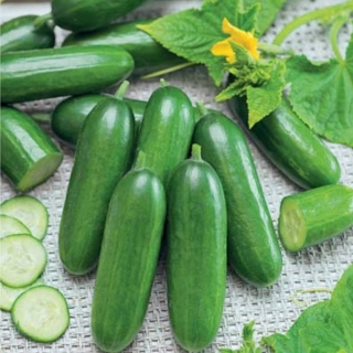 Огурец Чим Чим F1