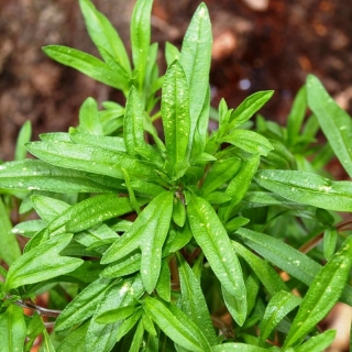 Чабер Чарли огородный