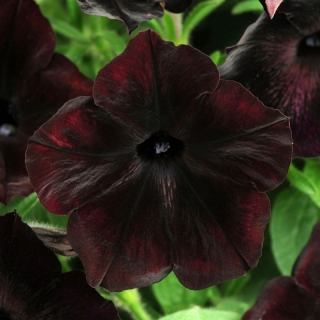 Петуния Дебонэйр Черная вишня F1