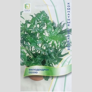 Филодендрон селло