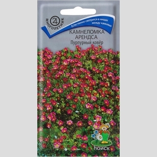 Камнеломка Пурпурный ковёр