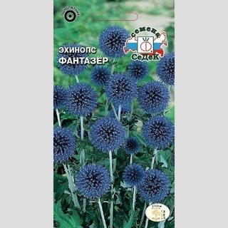 Эхинопс Фантазер (мордовник обыкновенный)