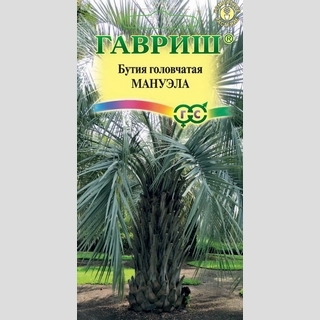 Бутия Мануэла головчатая