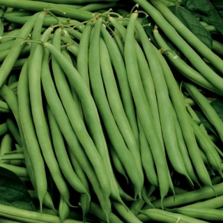 Фасоль Черный опал