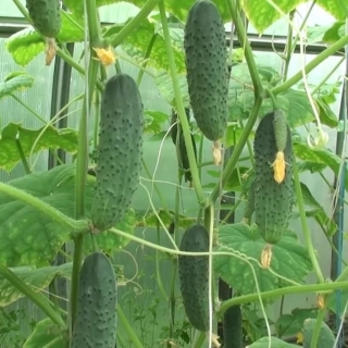 Огурец Щедрая душа F1