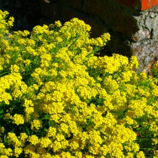 Алиссум Золотая Россыпь