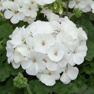 Пеларгония Люстра Вайт зональная