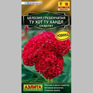 Целозия Ту Хот Ту Хандл Скарлет (гребенчатая)