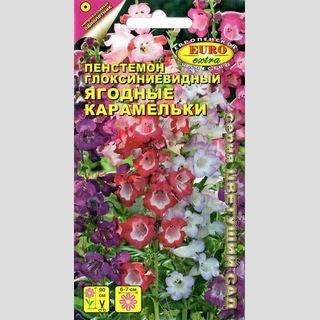Пенстемон Ягодные карамельки