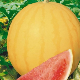 Арбуз Принц Альберт F1